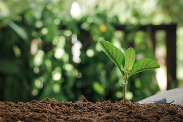 Young plant on nature background