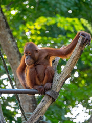 Captive Sumatran Orangutans (Orangutang, Orang-utang)
