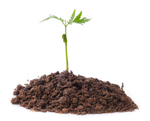 Green sprout growing out from soil isolated on white background