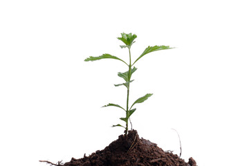 Green sprout growing out from soil isolated on white background
