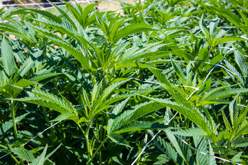 Marijuana Plants Growing in California