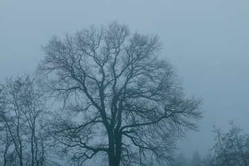 Dusk in misty forest.