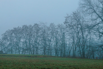 Obraz na płótnie Canvas Dusk in misty forest.