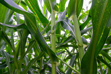 Corn leaf damaged by fall armyworm Spodoptera frugiperda.Corn leaves attacked by worms in maize...