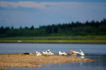 A small flock of Northern whites seagulls stands on the stone Bank of the vilyu river in Yakutia against the taiga spruce forest under the blue sky.