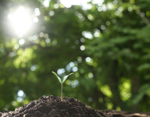 Farmer's hand watering a young plant on green bokeh nature