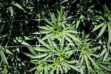Marijuana Plants Growing in California