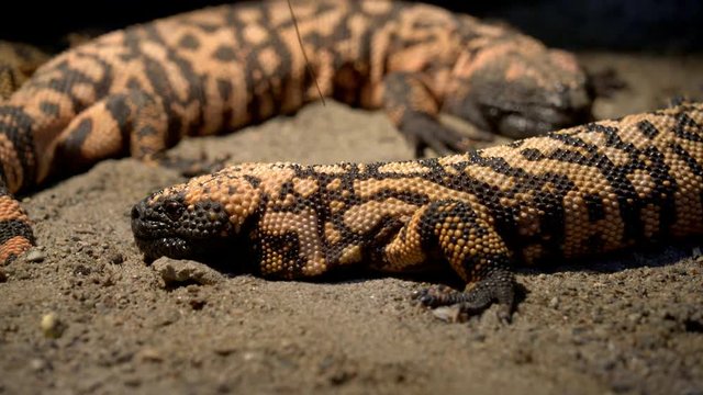 A venomous Gila monster Lizard from North America