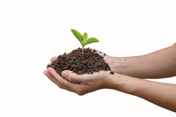 Agriculture. Farmer and nature baby plant in hands.