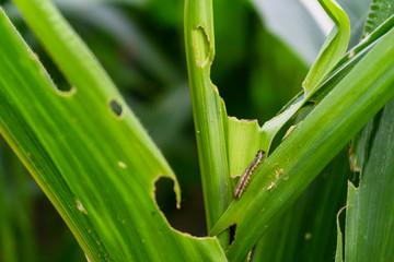 Corn leaf damaged by fall armyworm Spodoptera frugiperda.Corn leaves attacked by worms in maize field.