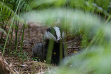 badger, meles meles, portrait feeding/looking/smelling deep within a forest of bracken beside sett on a warm summers evening in July, Scotland. © Paul