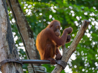 Captive Sumatran Orangutans (Orangutang, Orang-utang)