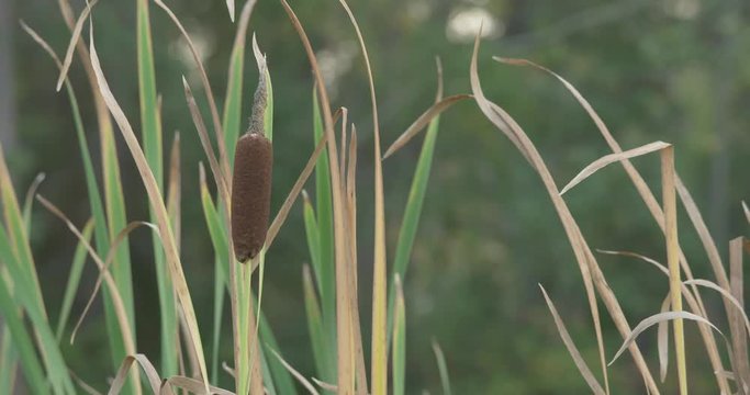 Close up of cattails blowing in the wind among tall grass.