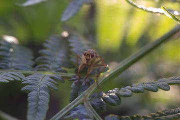 mosquito, Culicidae, fly/insect/bug silhouetted on a bracken leaf/stem during a sunny evening in July, Scotland. 