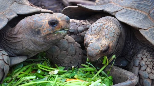 Giant turtle eating vegetable food footage slow motion