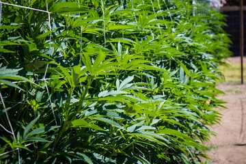 Marijuana Plants Growing in California