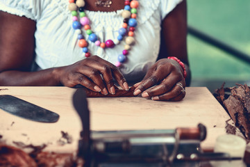 Closeup of woman hands making cigar from tobacco leaves. Traditional manufacture of...