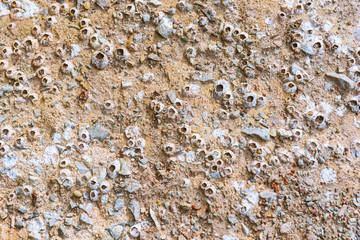 Sea Shells Attached to the Rocks on the Beach, background