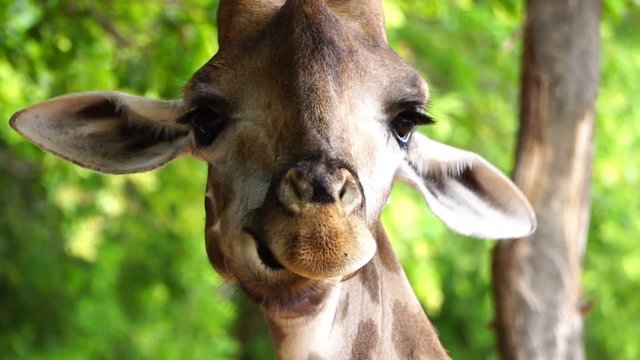 Close-up head of a giraffe chewing food footage slow motion