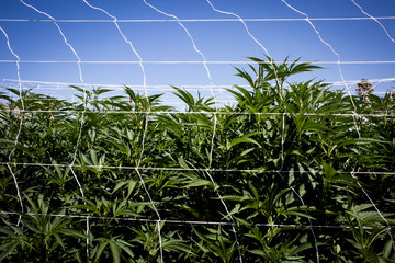 Marijuana Growing with Sky in Background