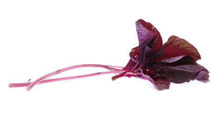 red spinach isolated on white background
