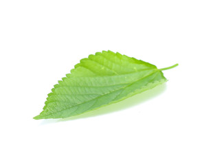 green leaf isolated on a white