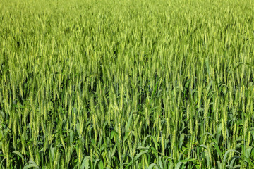Green wheat ears. Agriculture field background
