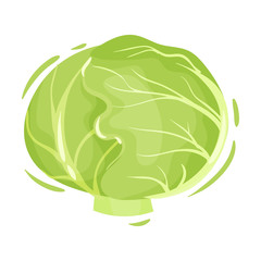 Head of cabbage. Vector illustration on white background.