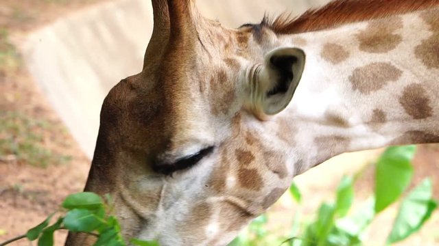 Close-up head of a giraffe chewing food footage slow motion