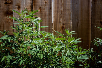 Fototapeta premium Marijuana Plant in Front of Wood Fence