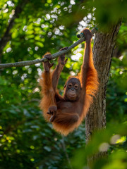 Captive Sumatran Orangutans (Orangutang, Orang-utang)