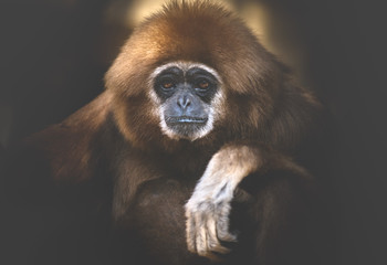 Fototapeta premium portrait of baboon