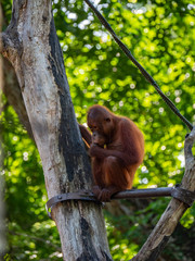 Captive Sumatran Orangutans (Orangutang, Orang-utang)