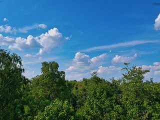 trees and blue sky