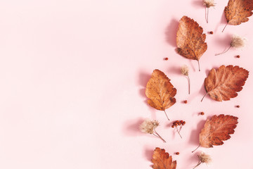 Autumn composition. Dried leaves, flowers, rowan berries on pink background. Autumn, fall,...