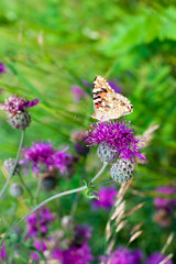 Painted lady butterfly on blooming purple thistle flowers closeup side view, beautiful orange Vanessa cardui on blurred green grass summer field and violet blossom burdock background macro, copy space