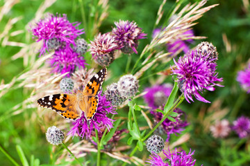 Painted lady butterfly on blooming purple thistle flowers close up top view, beautiful orange Vanessa cardui on blurred green grass summer field and violet blossom burdock background macro, copy space