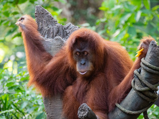 Captive Sumatran Orangutans (Orangutang, Orang-utang)