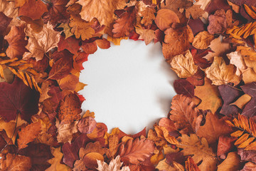 Autumn composition. Frame made of dried leaves on gray background. Autumn, fall, thanksgiving day...