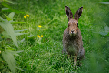 rabbit in the grass