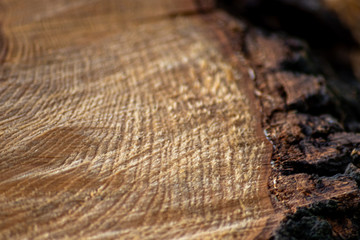 Schöne Holzstruktur eines gefällten Baumes mit Holzmaserung und feinen Details, viel schöner Patina und Vintage-Style als Dekoration oder Inneneinrichtung