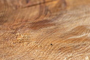 Schöne Holzstruktur eines gefällten Baumes mit Holzmaserung und feinen Details, viel schöner Patina und Vintage-Style als Dekoration oder Inneneinrichtung