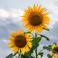 Obraz premium Blooming sunflower field at sunset time