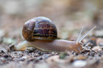 Kriechende Weinbergschnecke mit schönem braunen Schneckenhaus schleimt an einem Regentag über einen Waldweg auf der Flucht vor Franzosen, die Weinbergschnecken essen als Delikatesse im Restaurant