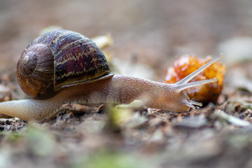Kriechende Weinbergschnecke mit schönem braunen Schneckenhaus schleimt an einem Regentag über einen Waldweg auf der Flucht vor Franzosen, die Weinbergschnecken essen als Delikatesse im Restaurant