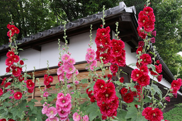 武家屋敷の白塀前に咲くタチアオイの花