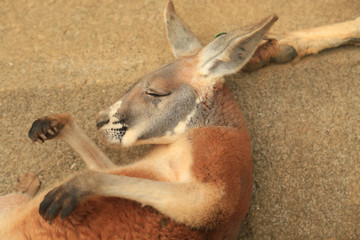 眠るカンガルー