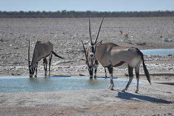 The animals came to drink water in Namibia.