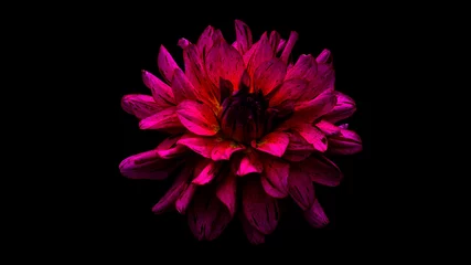 Foto op Canvas Pink Dahlia on Black Background © MekunaPhotography
