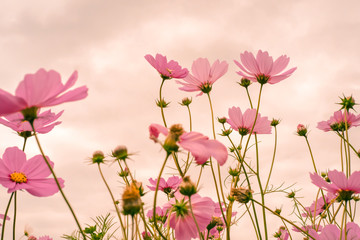 Obraz premium Pink flowers cosmos on sweet background.